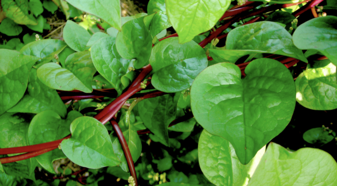Red Malabar Summer Spinach